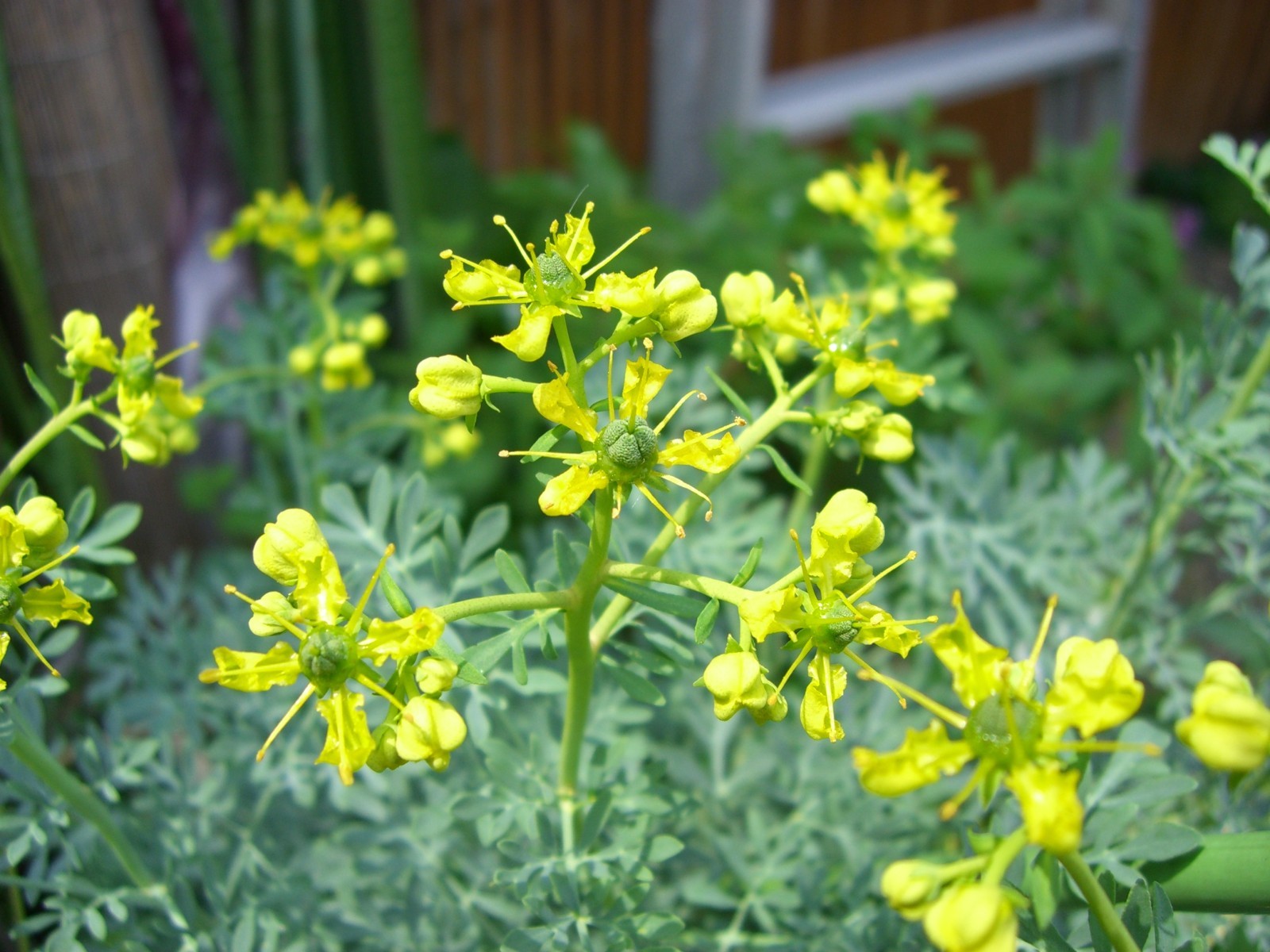 200 Ruta Graveolens Seeds – Rue Seeds – Medicinal Herb