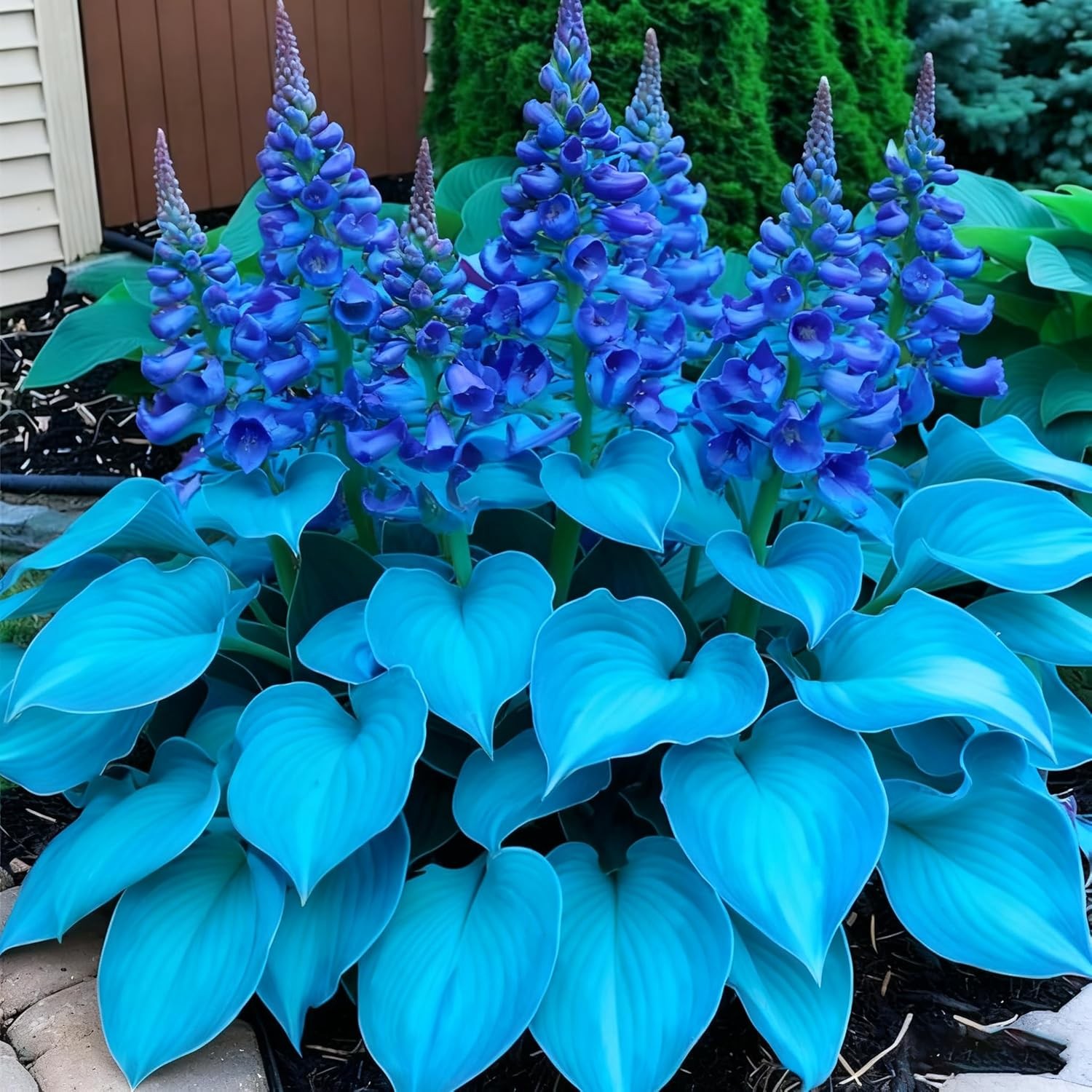 200+ Hosta Seeds for Planting, Mixed Color Perennial Hosta Seed, Attract Pollina
