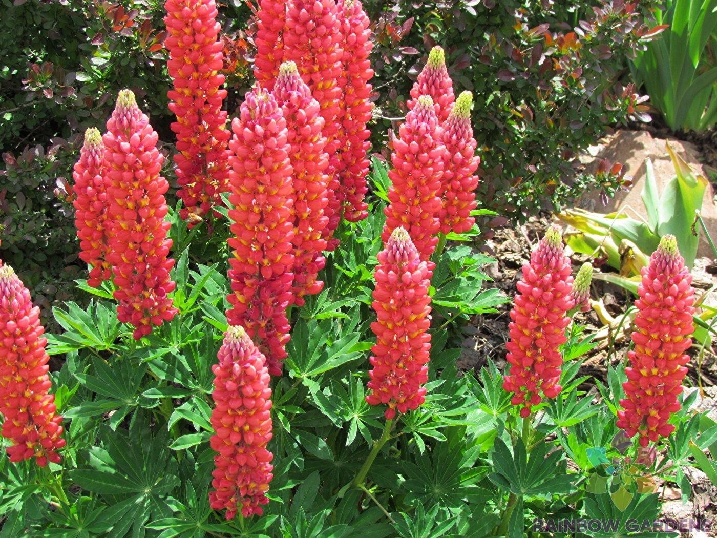 25+ Red Arrow Lupine Seeds for Garden Planting – USA – FREE SHIPPING!