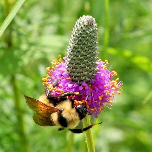 501+PURPLE PRAIRIE CLOVER Seeds Wildflower Nitrogen Fixing Drought Heat Cold