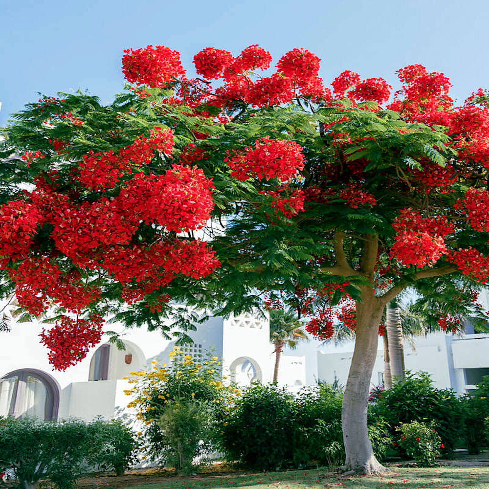 ROYAL POINCIANA RED FLAME TREE SEEDS Delonix Regia Tropical Flamboyant Flower