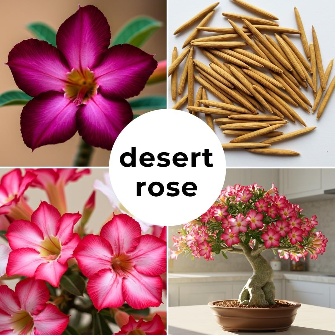 20 High-Quality Desert Rose Seeds for Vibrant Indoor or Outdoor Bonsai Growth