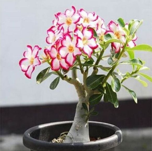1 PC Desert Rose Seed, White Red B39, Violetcity Rosy B90, Rare Flower Seeds