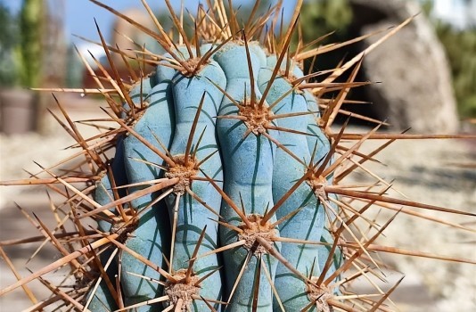 10 “BLUE CEREUS” CACTUS SEEDS (Browningia hertlingiana) RARE Tree Like Cacti