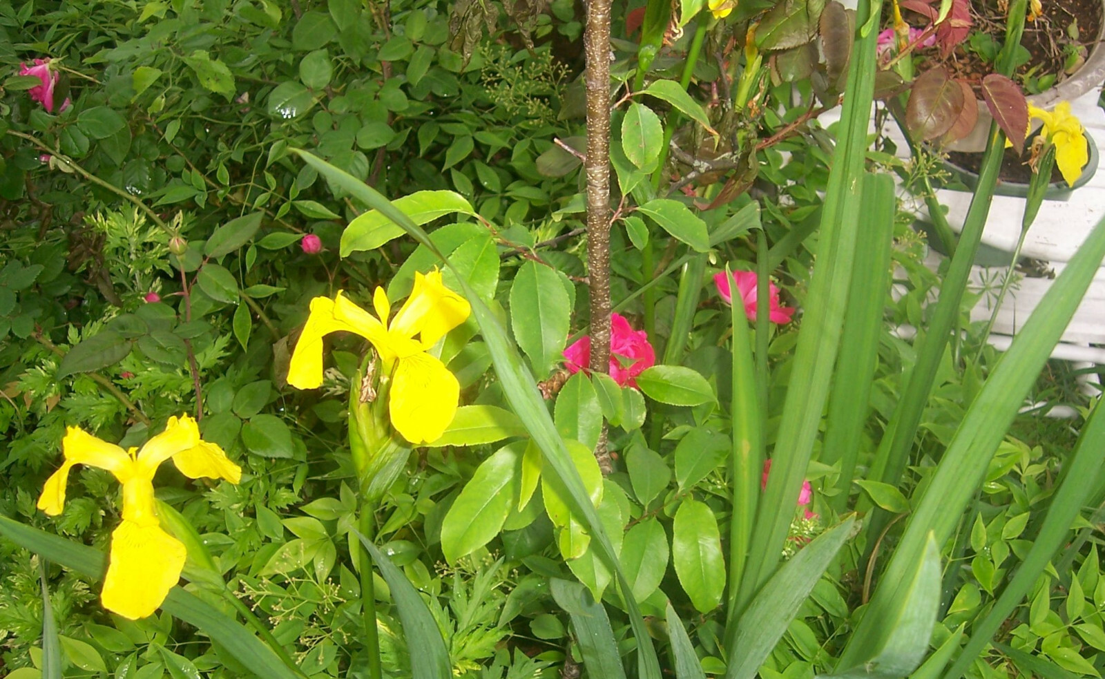 Yellow Flag Iris “Iris Pseudacorus” -2 Bulbs