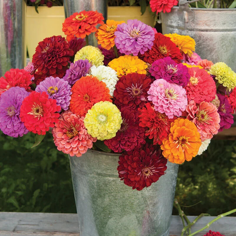 100 CALIFORNIA GIANT ZINNIA FLOWER MIX SEEDS ~ heirloomseedguy ~ 2026 ~ NON-GMO