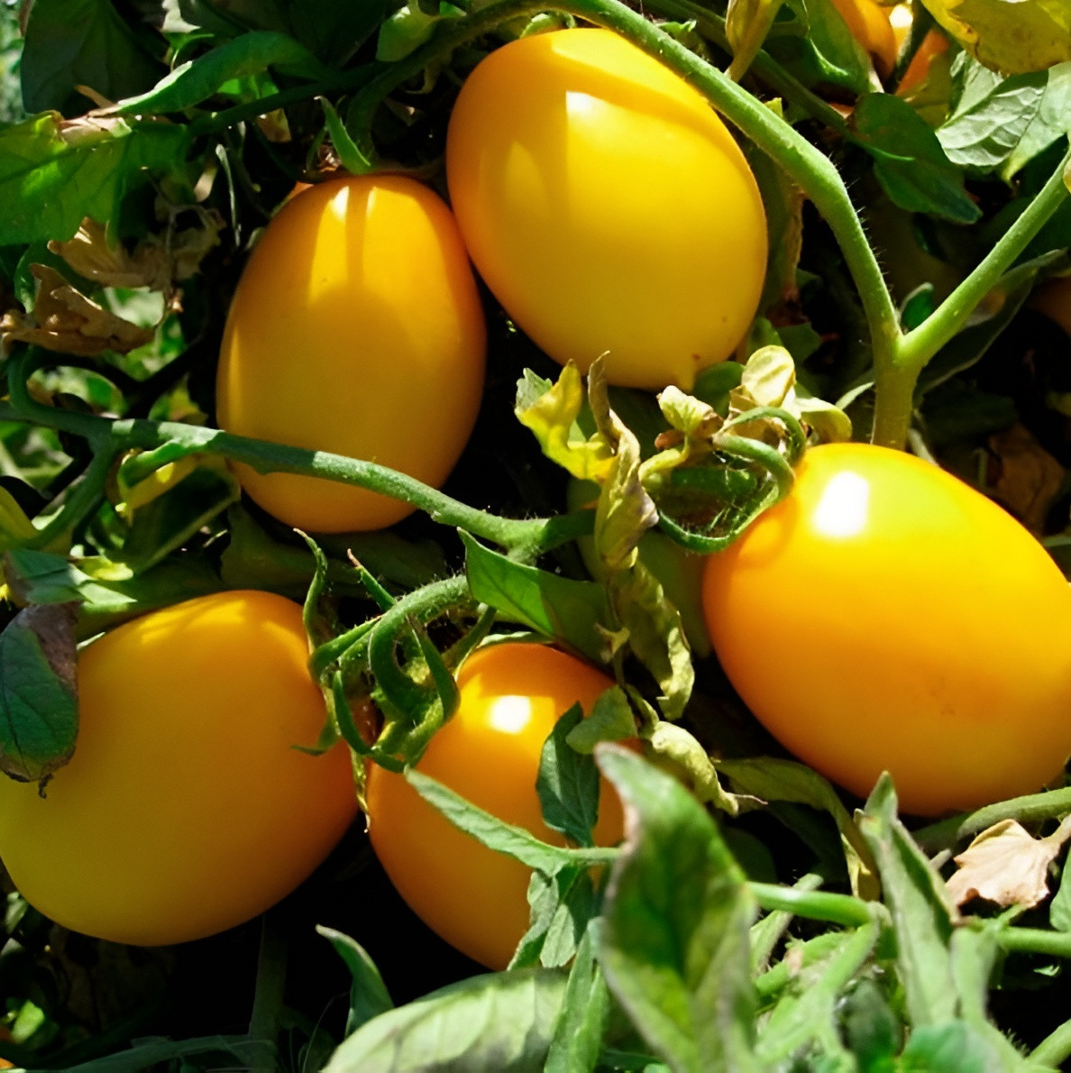 100 Heirloom Yellow Roma Tomato Seeds 4-6oz Golden Sweet LOW Acid Indeterminate