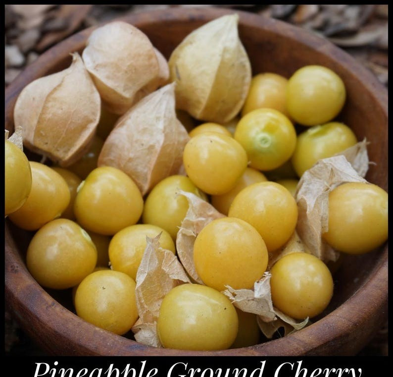 20 Pineapple Ground Cherry Seeds Cossack, Physalis pruinosa