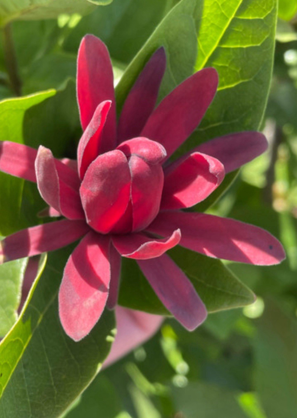 SWEET SHRUB “Spice Bush” BOGO SALE ! Size : 1-2 gal / #1 BEST SMELLING SHRUB