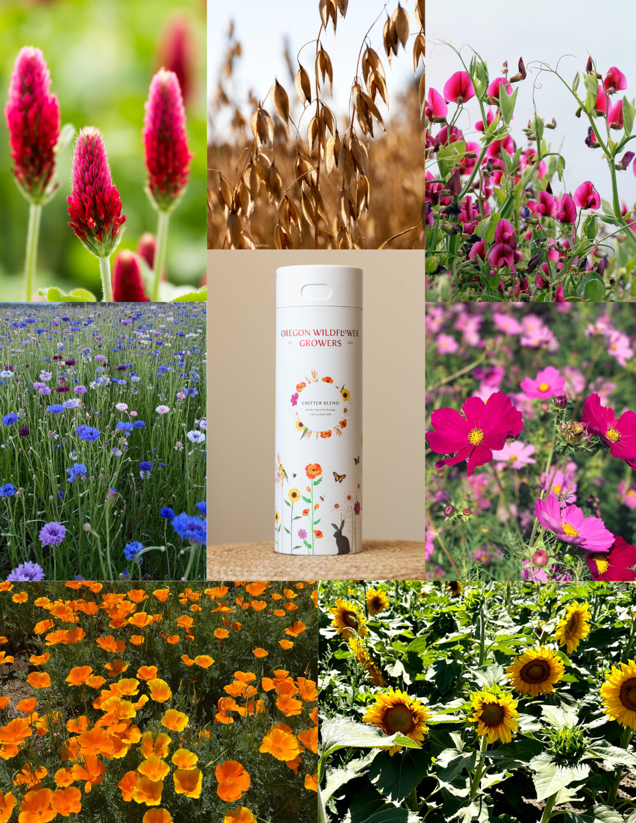 Wildflower Seed Blend. 7 Seed Blend With 60,000+ Seeds Per Package. PURE SEED!