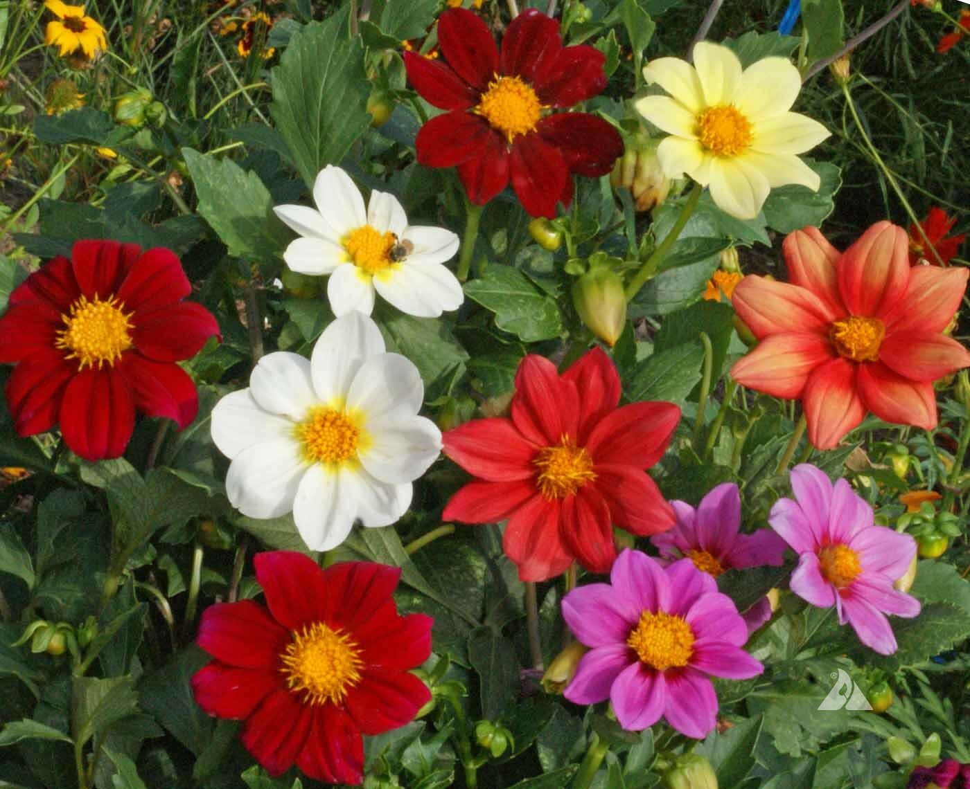 Dahlia MIXED COLORS DWARF 10-16″ Cut Flower Garden Annual USA Non-GMO 200 Seeds