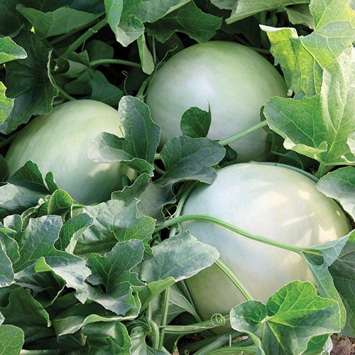 Dulce Nectar Honeydew Melon: 12 Seeds
