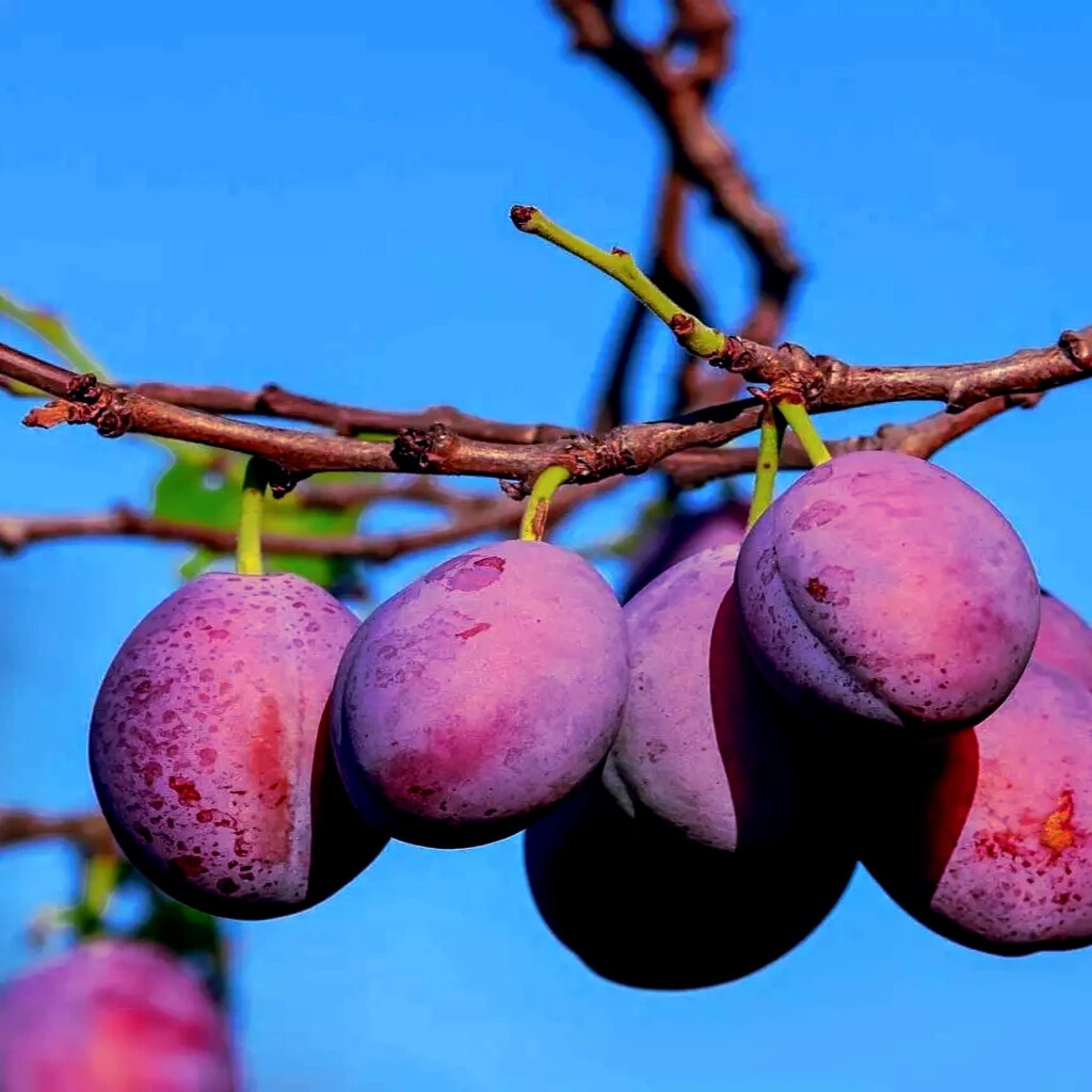 AMERICAN PLUM TREE SEEDS (Prunus americana) Fast Fruit Flower Plant Hardy-Zone 3