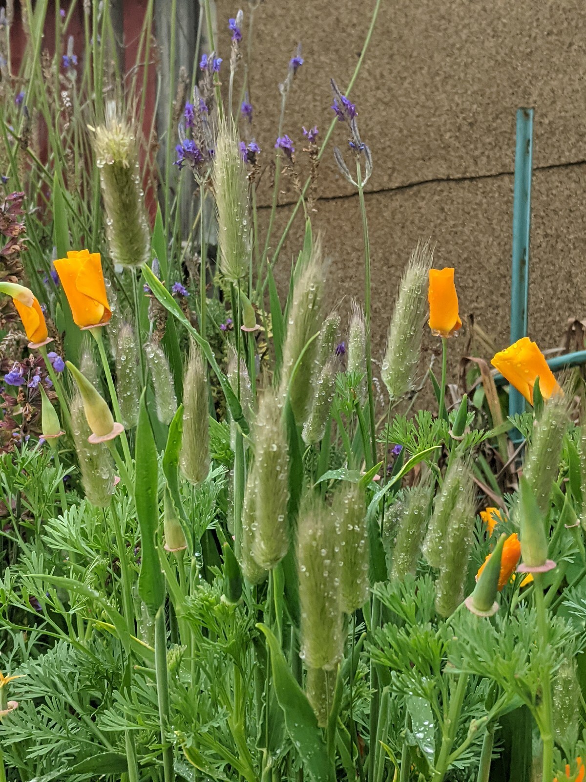 California “Gold Rush” Poppies (100+ SEEDS) Eschscholzia. USA Grown 2023 CROP