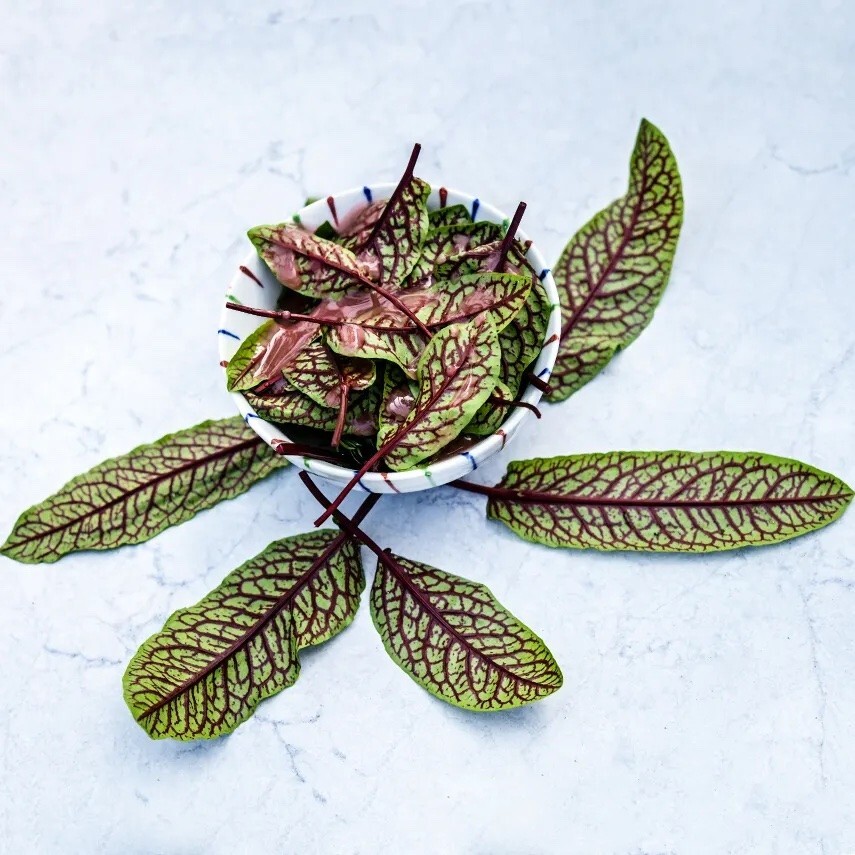 Organic Sorrel Bloody Dock Seeds Medicinal Herb Non-GMO