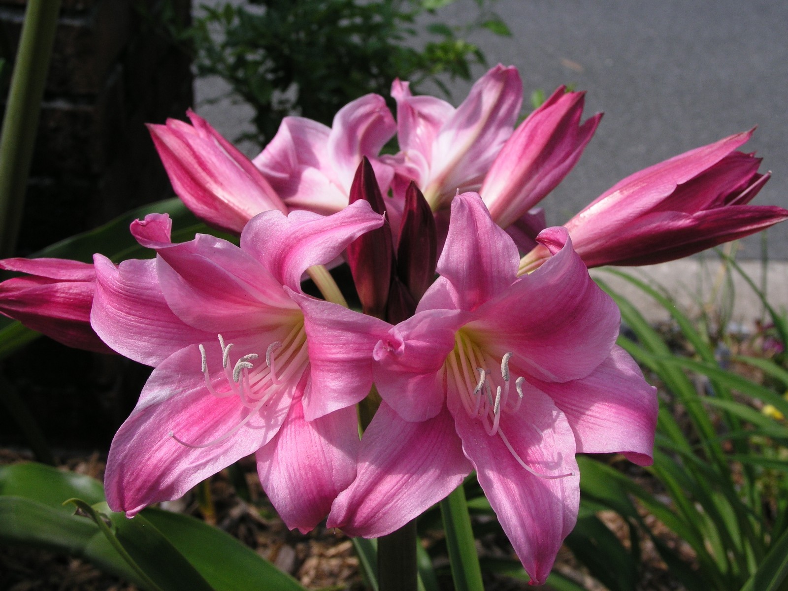 Crinum Lily, Carnival #02, medium-size bulb, NEW, stunning, RARE