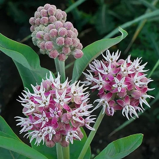 Showy Milkweed Pink Seeds Flower. 50 Seeds. Free Shipping!