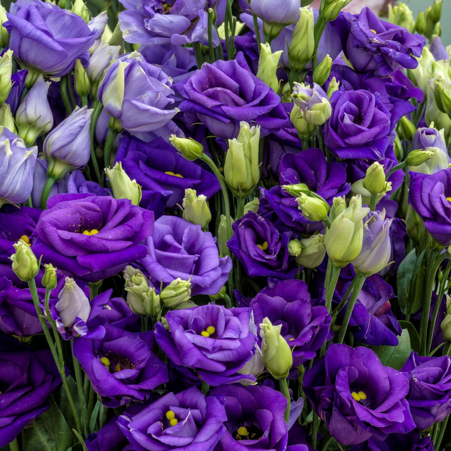 Lisianthus Seeds Rosita Blue 25 Pelleted Seeds Cut Flower Seeds