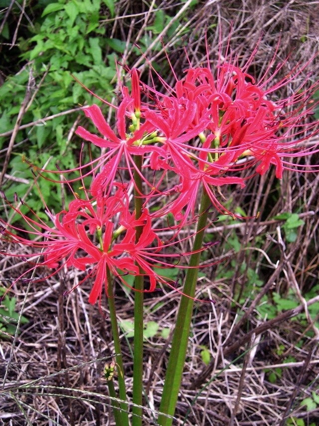 Lycoris radiata – Red Spider Lily – Magic Lily – 100 US-grown Flower Bulbs