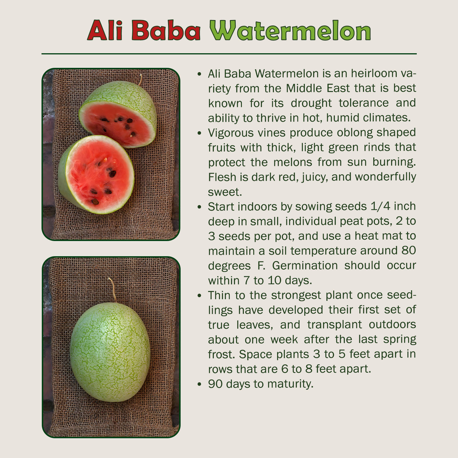 10 Ali Baba Watermelon Seeds, Heirloom, Heat & Drought Tolerant, Genuine USA