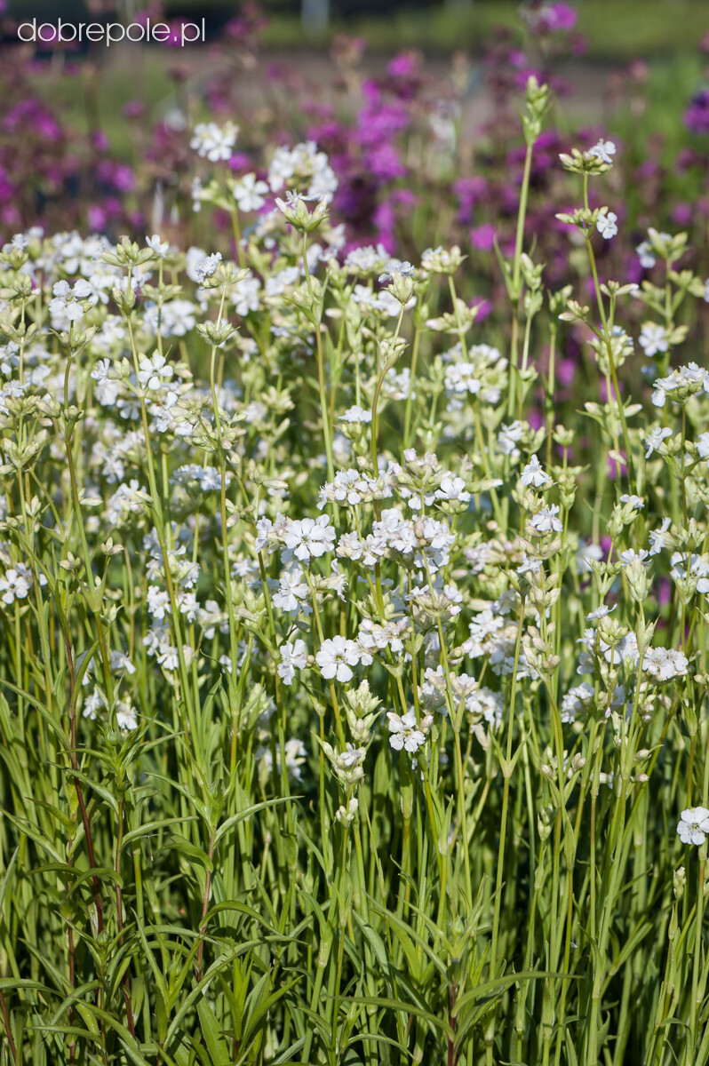 Lychnis Viscaria Alba – Snowbird seed