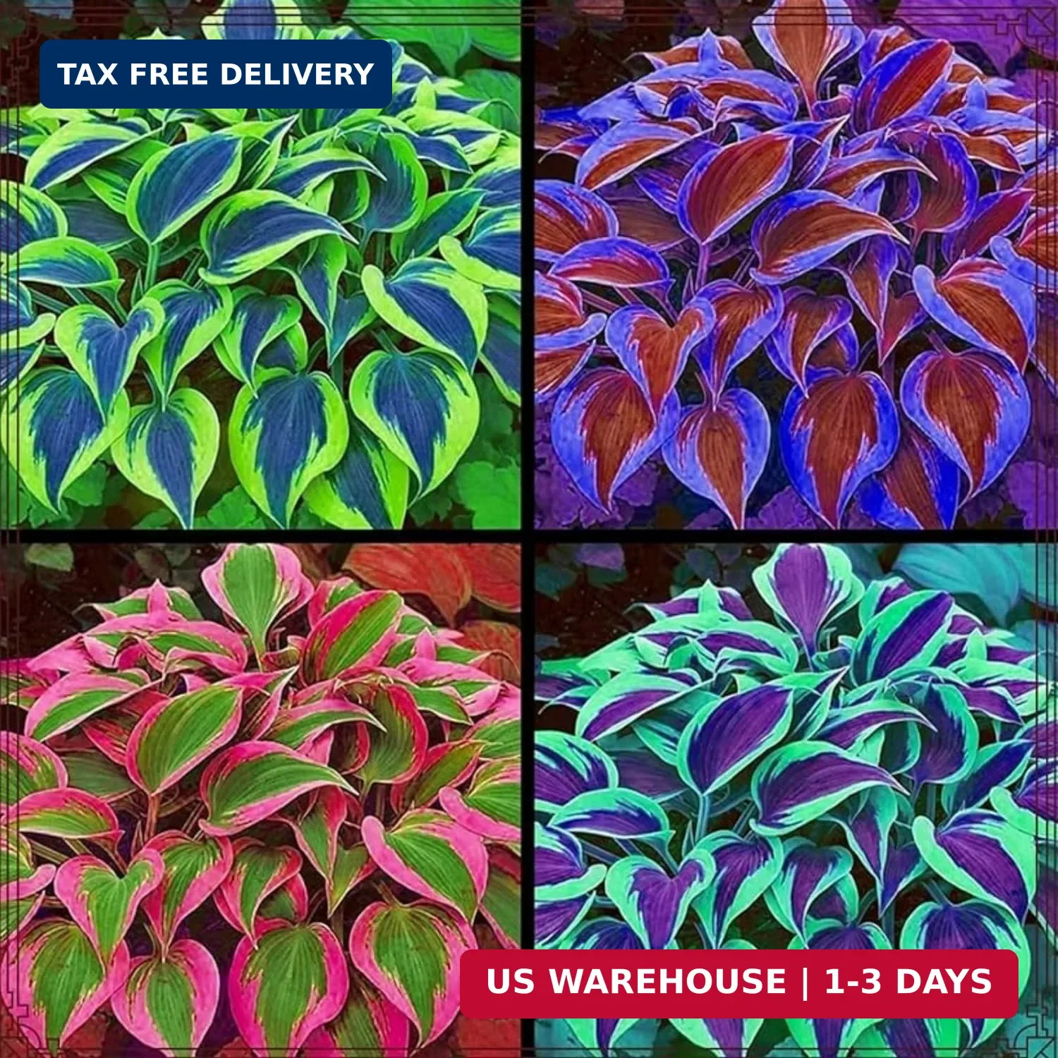 185+ Mixed Color Hosta Seeds for Planting Outdoors- Shade/Cold Tolerant Perennia
