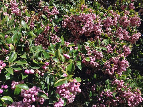 Syzygium smithii | Narrow-Leaved Lilly Pilly | Monkey Apple | 5 Seeds