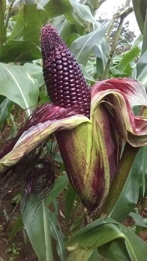Purple Waxy Sticky Rice Corn Seeds Hạt Bắp Nếp Trắng Tím 1oz-100 Seeds Us Seller