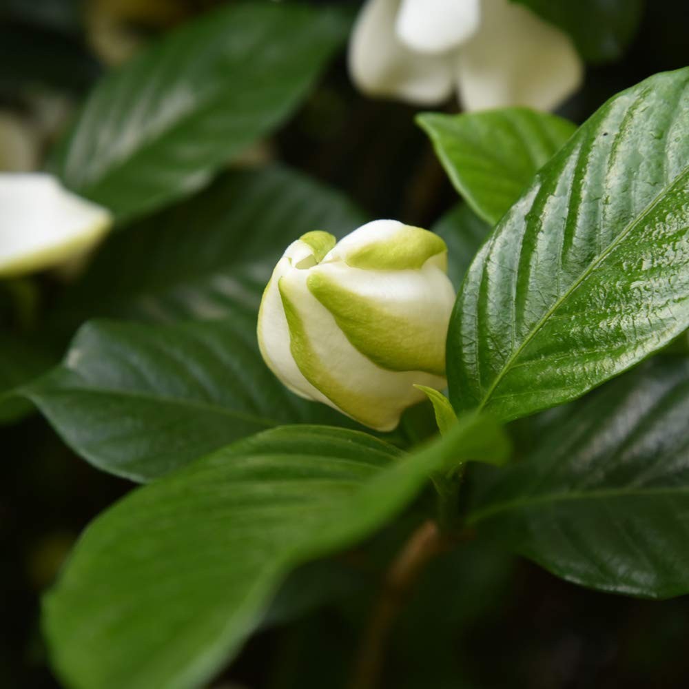 Gardenia Live Plant in 1 Gallon Pot – August Beauty for Your Garden