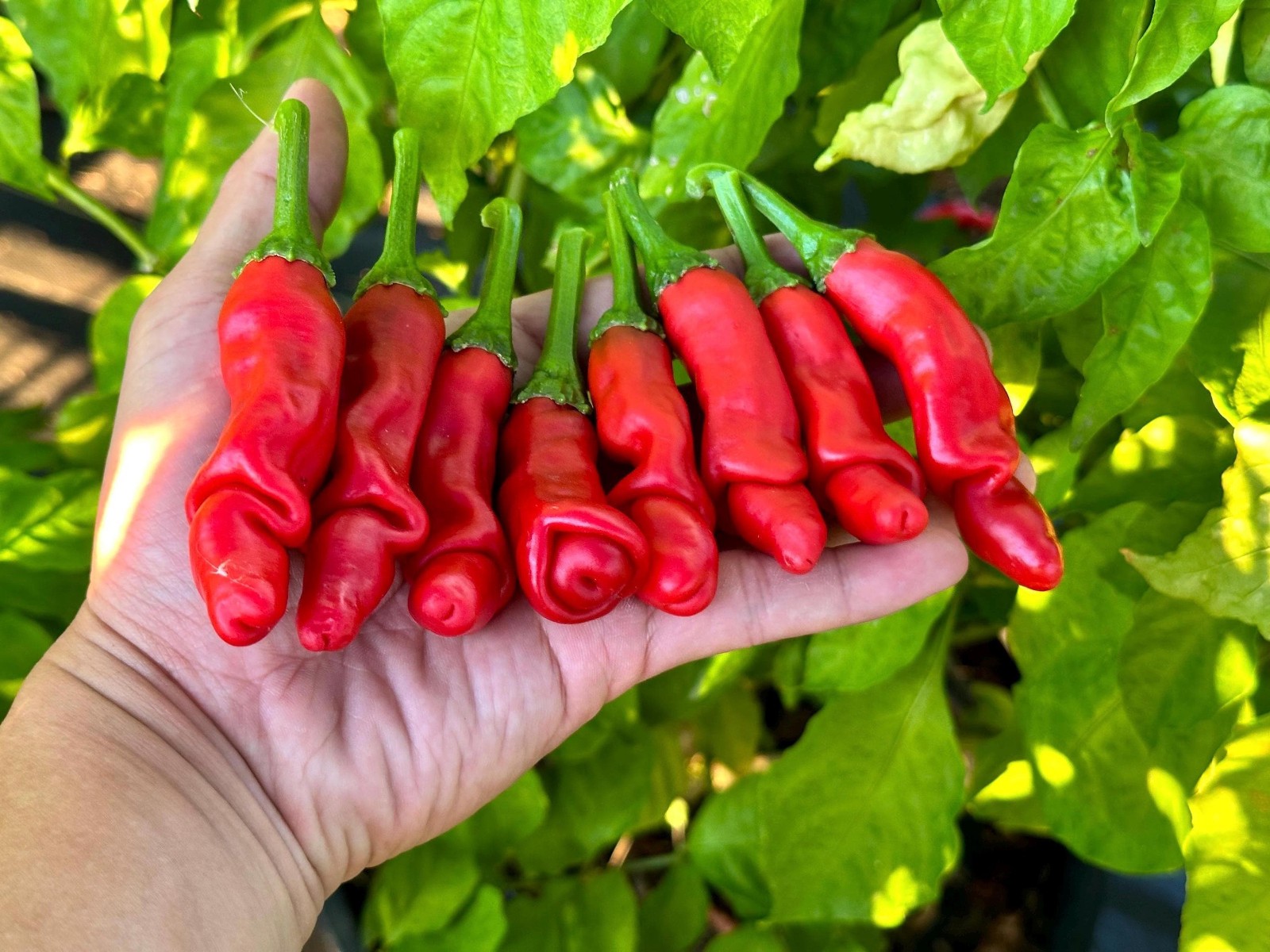 Peter Pepper Heirloom Hot pepper non GMO 10 Seeds Free Shipping!