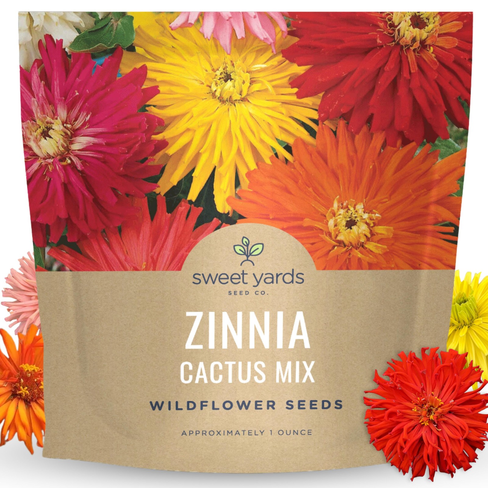 Zinnia Super Cactus Mix Large 1 Ounce Packet 4,000 Flower Seeds for Plantin…