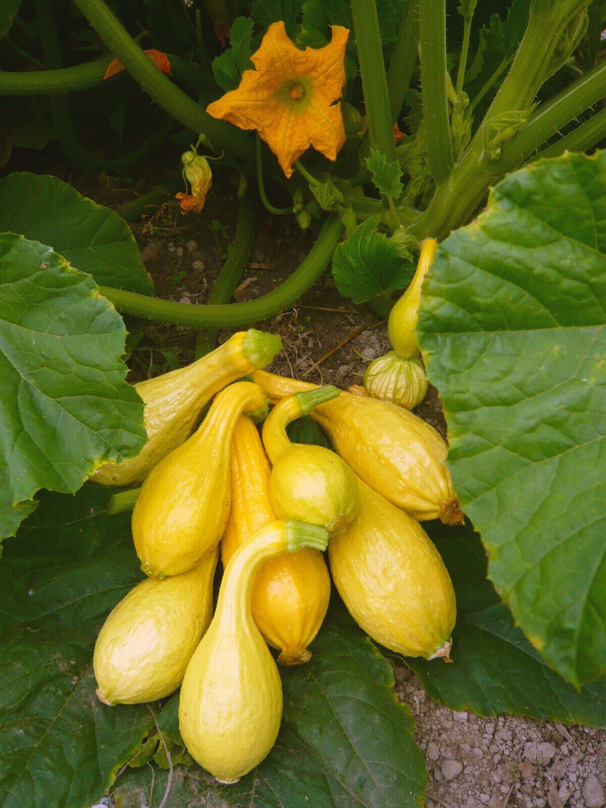 SCARBOROUGH SEEDS Crookneck Yellow Squash Seeds – 25 SEEDS-SAME DAY SHIPPING