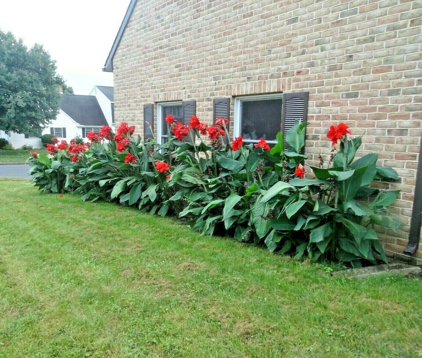 Lot of 5 Canna Lily Bulbs – Red Petals with Green Foliage