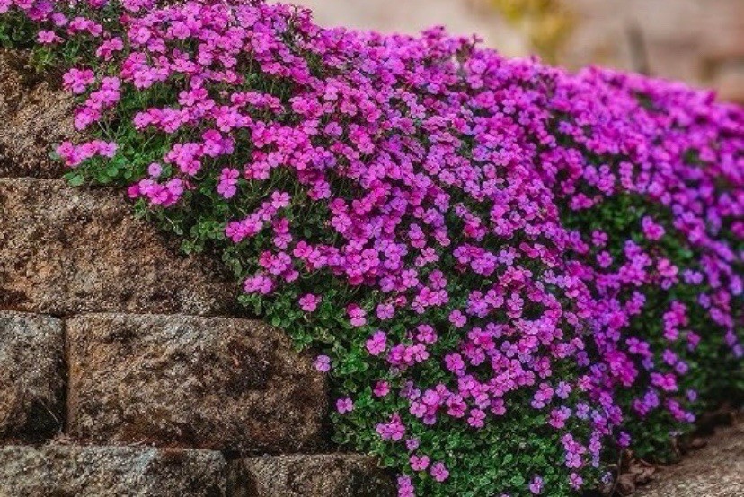 300 PURPLE ROCKCRESS SEEDS (Aubrieta deltoidea) Ground cover, Perennial USA