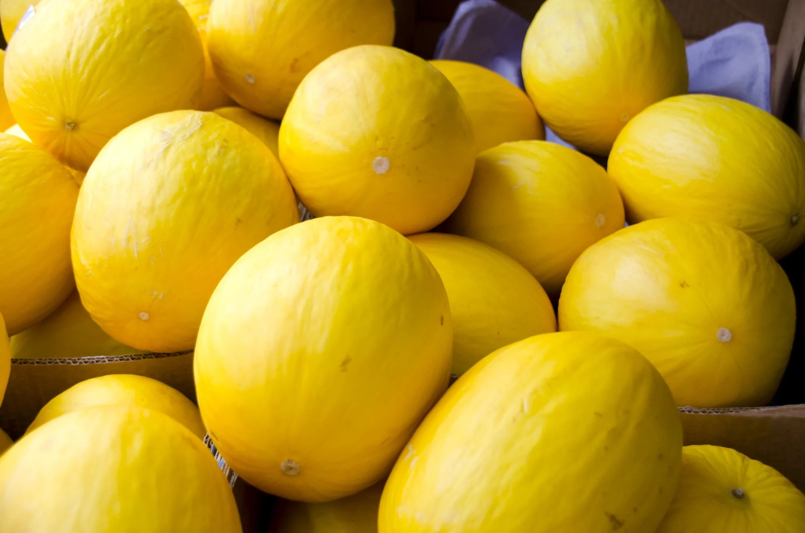 50+ Canary Yellow Melon Seeds – Cucumis Melo Heirloom –AKA Juan Canary