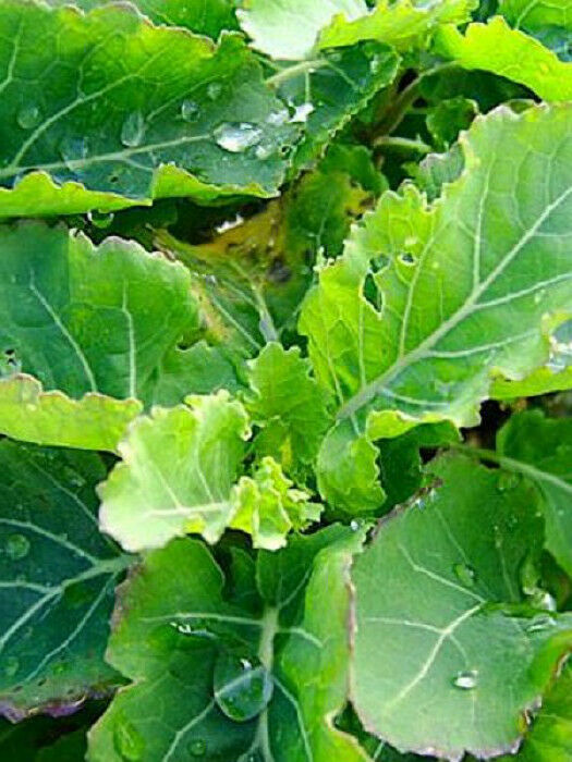 #7 Heirloom Vegetable Seeds 6 Variety Garden Set Emergency Survival NON-GMO 150+