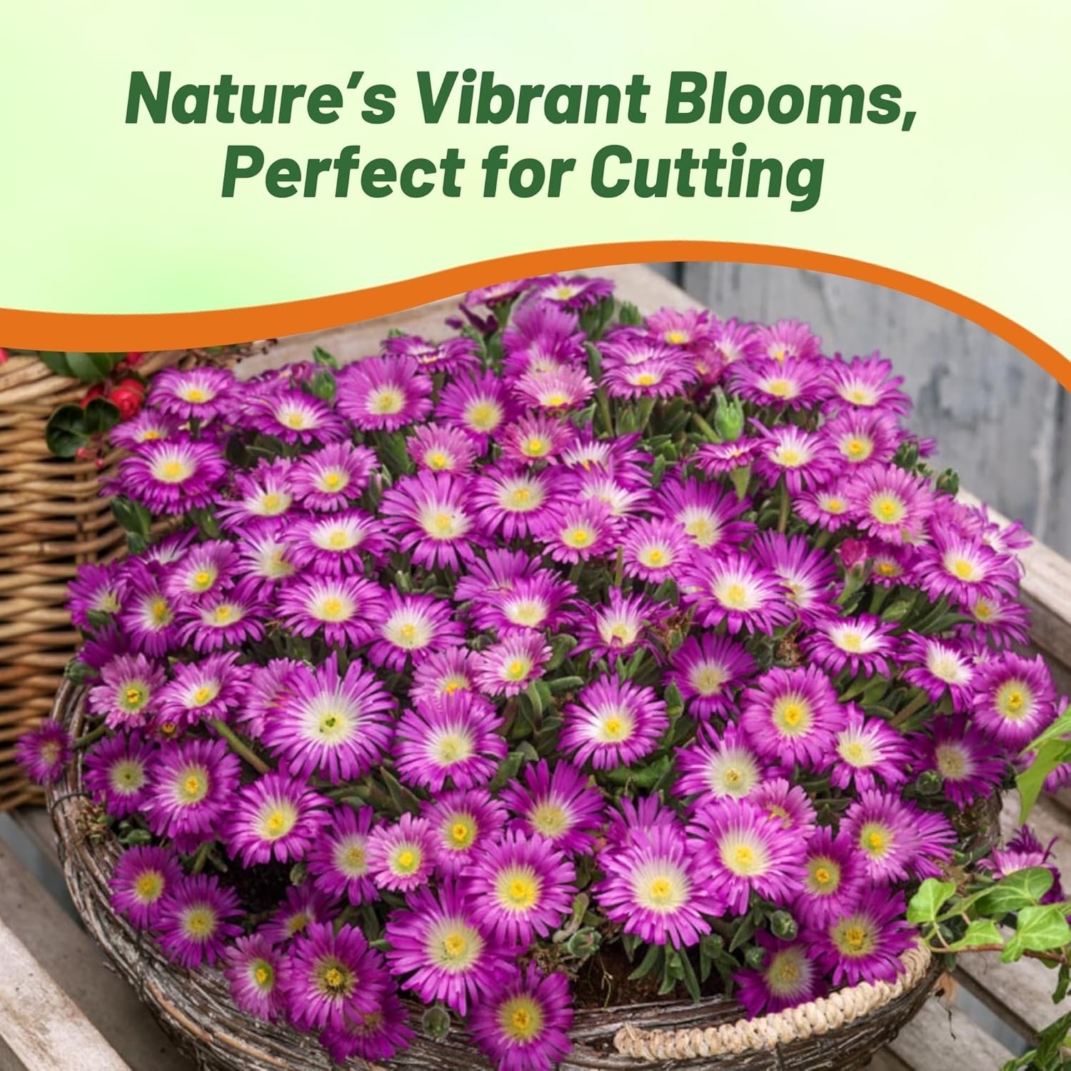 200 Seeds Ice Plant Delosperma Cooperi Table Mountain Drought Tolerant