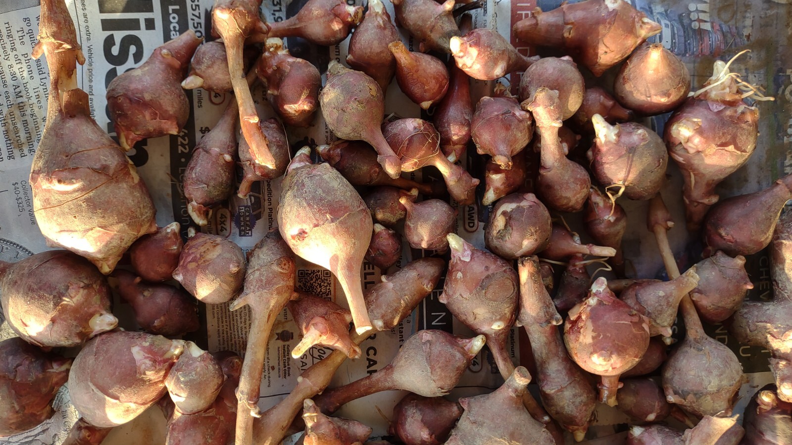 5 M S red organic Jerusalem Artichoke Tubers ready FOR PLANTING