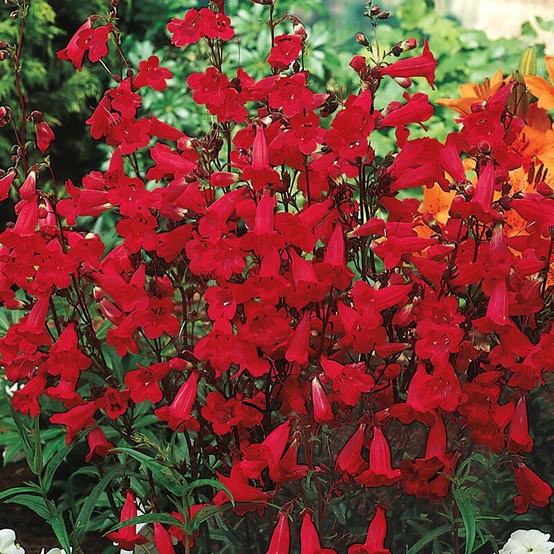 Penstemon EATON’S Red Hummingbird Perennial Beardtongue USA Non-GMO 100 Seeds!