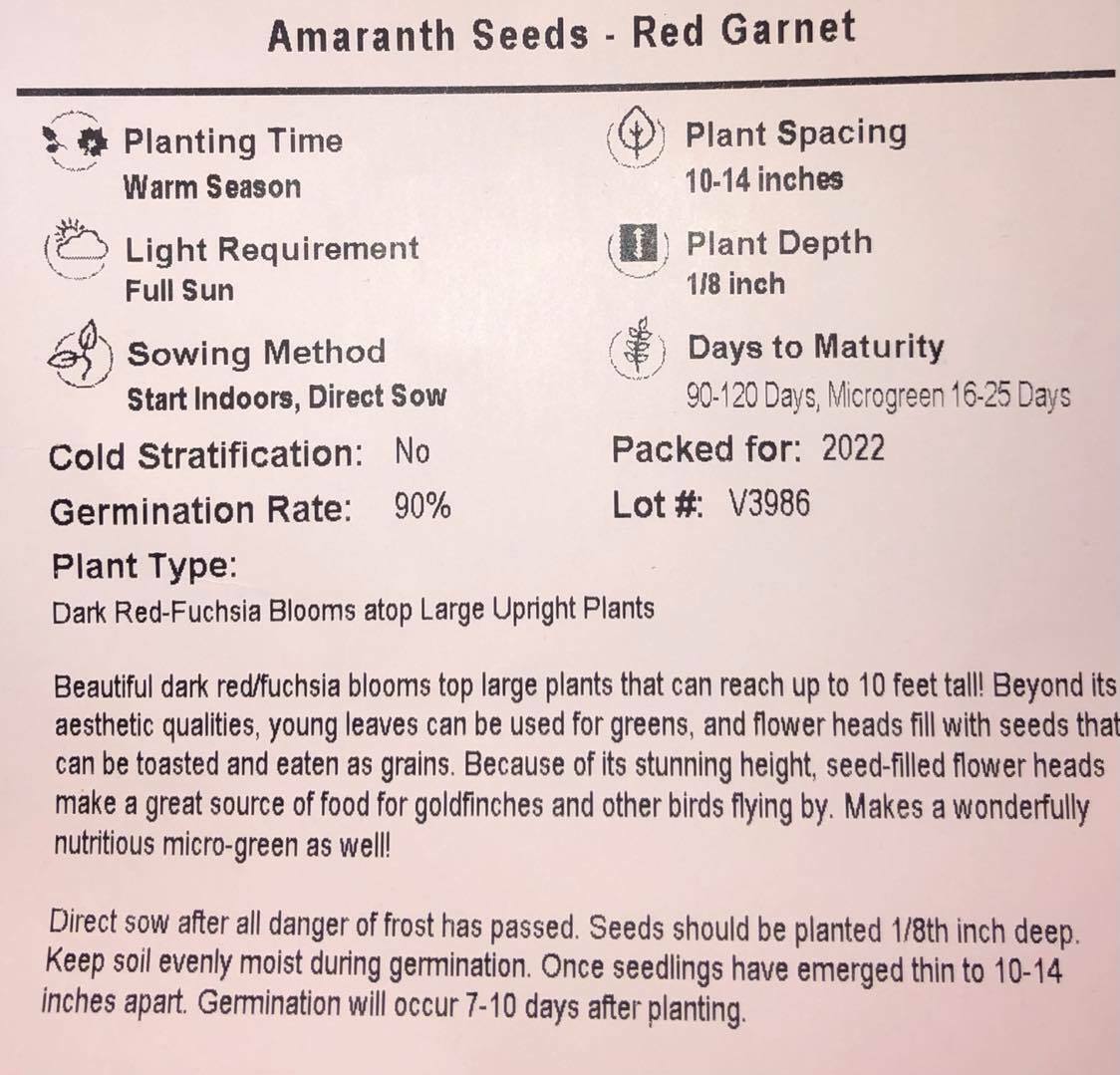 Amaranth RED GARNET Microgreens & Grains Edible upto 10′ TALL Non-GMO 1000 Seeds