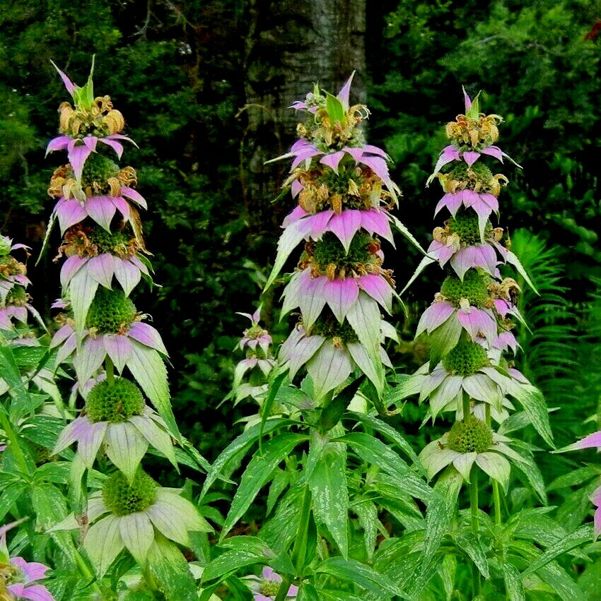 301+SPOTTED BEE BALM Flower Seeds Native Wildflower Herbal Tea Medicinal Plant