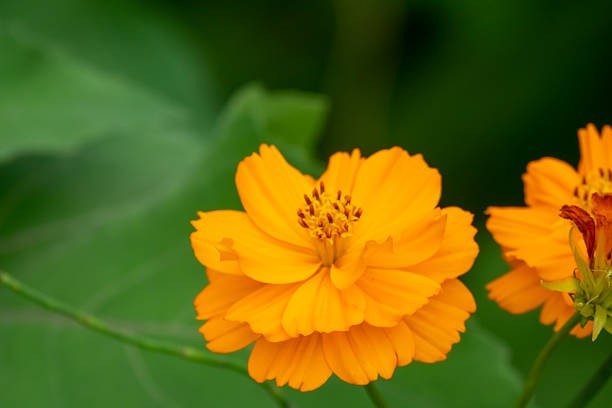 200 DWARF SULPHUR COSMOS SEEDS | 2026 SALE FREE SHIPPING NON GMO