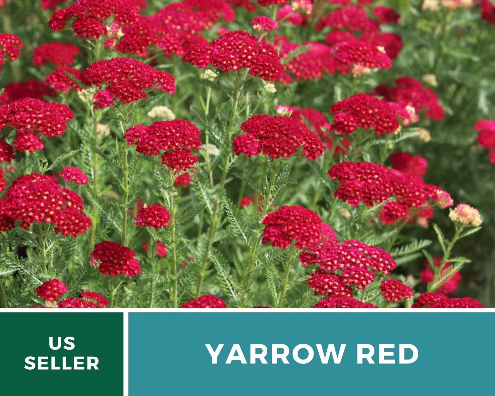 Yarrow, Red – Heirloom Seeds – Medicinal Herb – Pollinator Friendly