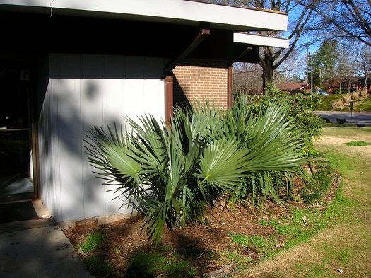 Dwarf Palmetto Palm Tree Seeds (Sabal minor) Cold Hardy Tropical Fan Palm