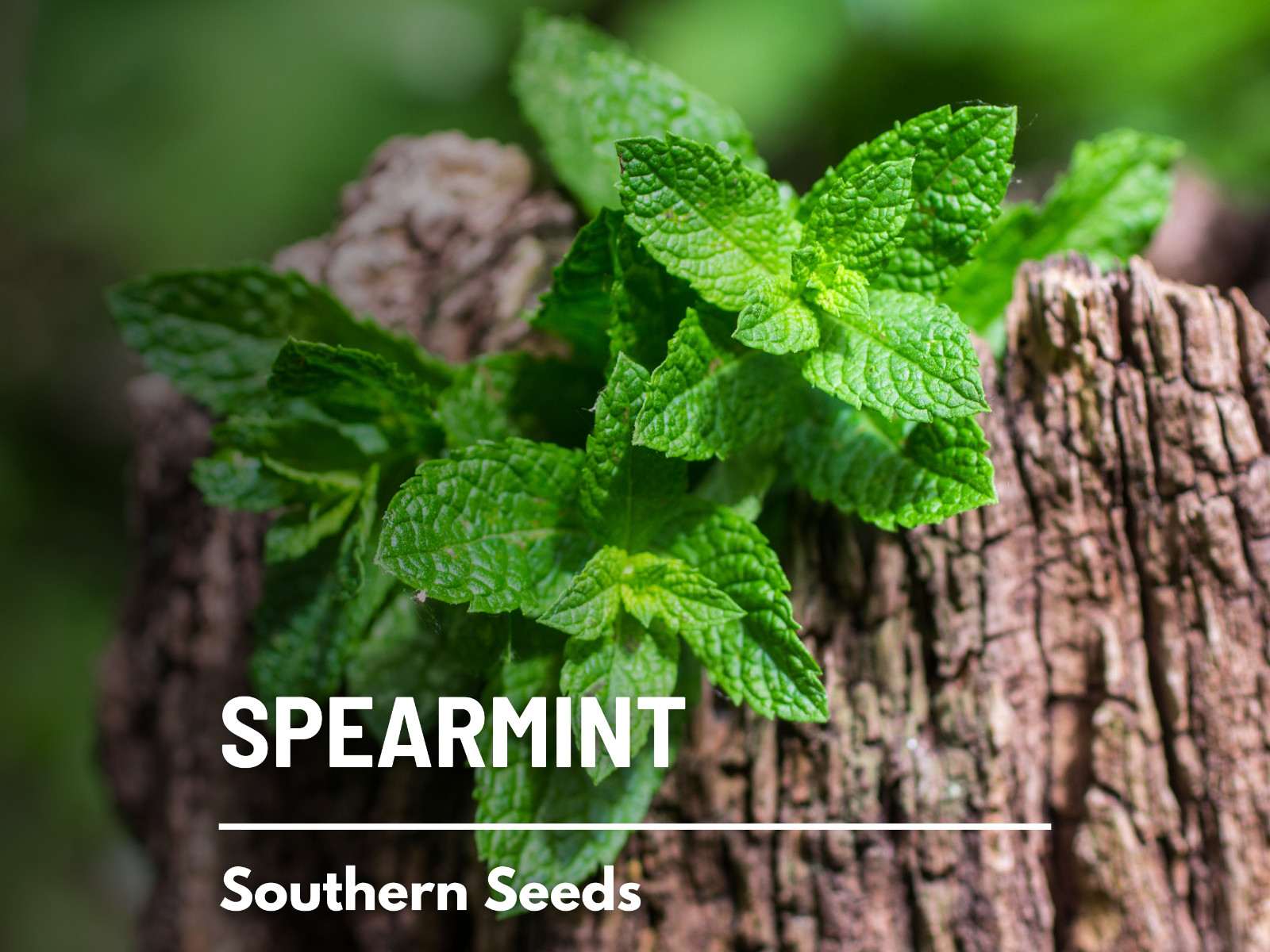 Spearmint – 250 Seeds – Medicinal & Culinary Herb – Heirloom GMO Free