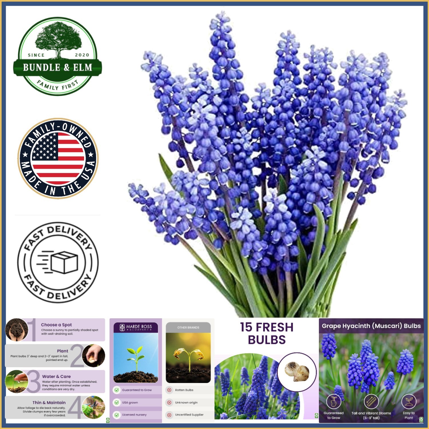 Grape Hyacinth Flower Bulbs, 15 Count, Perfect for Garden Borders and Pathways