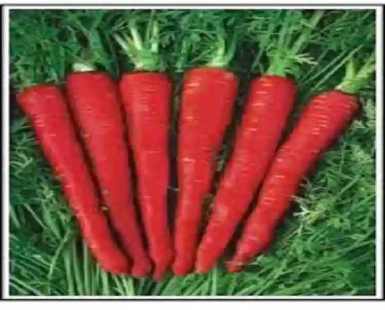 20 + Atomic Red Carrot Seeds | Mild Sweet Flavor / Garden Planting