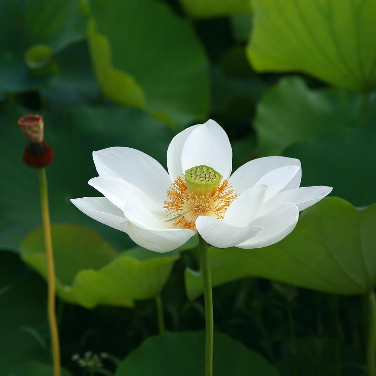 CarpetC 160+ Mixed Bowl Lotus Seeds for Planting, Nelumbo nucifera Aquatic Plant
