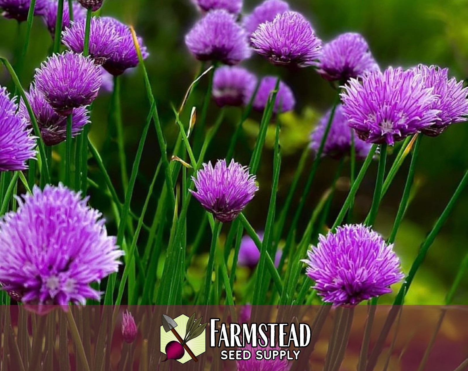 2,250+ Common Chive Seeds | Perennial Garden Herb, Allium schoenoprasum