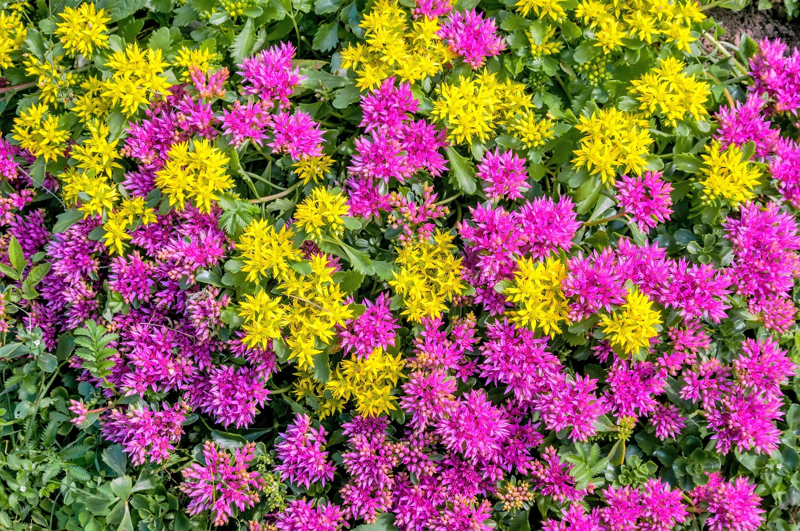 150 MIXED SEDUM Stonecrop Succulent Groundcover Red Pink Purple + Flower Seeds